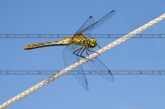 Стрекоза желтая (лат. Sympetrum flaveolum) сидит на веревке на фоне голубого неба. Стоковое фото, фотограф Елена Коромыслова / Фотобанк Лори