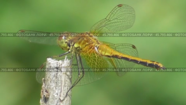 Стрекоза жёлтая Sympetrum flaveolum. Стоковое видео, видеограф Александр Мамонтов / Фотобанк Лори