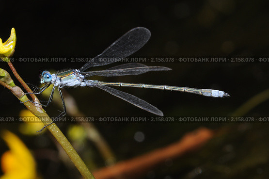 Стрелка (лат. Coenagrionidae) Стоковое фото, фотограф Иванова Анастасия / Фотобанк Лори
