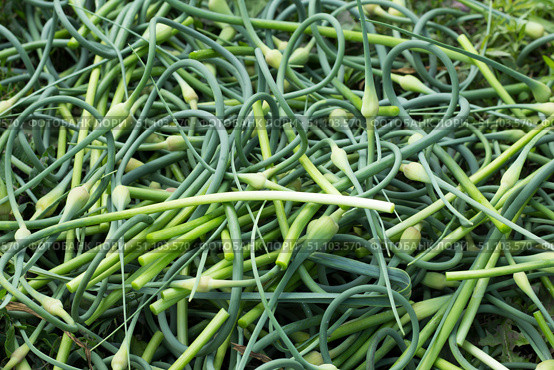 Стрелки чеснока на траве. Garlic arrows on the grass.. Стоковое фото, фотограф Роман Лукьянов / Фотобанк Лори