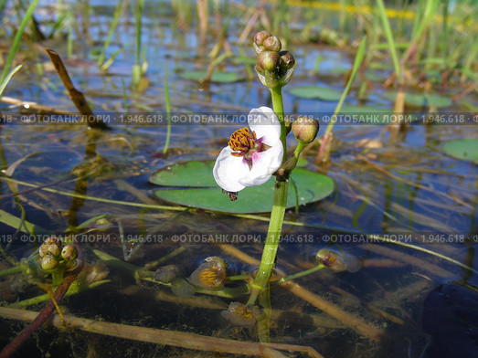 Стрелолист плавающий (Sagittaria natans) на пруду (2010 год). Редакционное фото, фотограф lana1501 / Фотобанк Лори