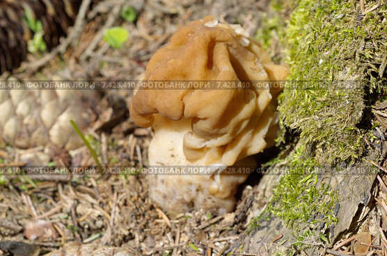 Строчок обыкновенный (лат. Gyromitra esculenta) Стоковое фото, фотограф Елена Коромыслова / Фотобанк Лори