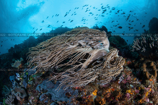 Strong current sweeps along a reef slope in Indonesia. Стоковое фото, фотограф Ethan Daniels/Stocktrek Images / ТАСС / Фотобанк Лори