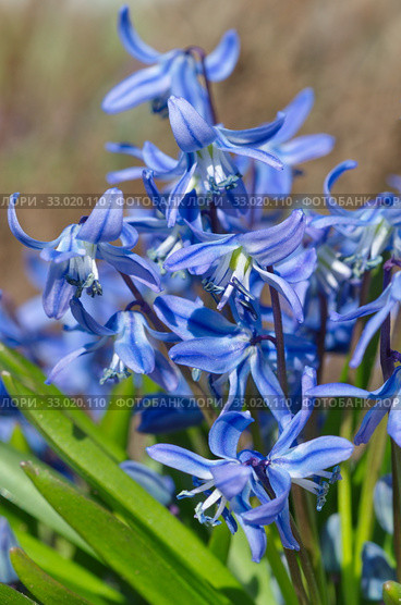 Сцилла двулистная Таурика или пролеска (лат. Scilla difolia L.) цветет в саду. Стоковое фото, фотограф Елена Коромыслова / Фотобанк Лори