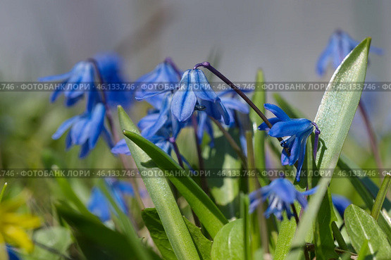 Сцилла двулистная Таурика или пролеска (лат. Scilla difolia L.) крупным планом. Стоковое фото, фотограф Елена Коромыслова / Фотобанк Лори