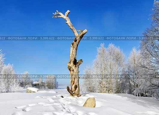 Ствол реликтовой сосны - символ Калевалы, Карелия. Стоковое фото, фотограф Fro / Фотобанк Лори