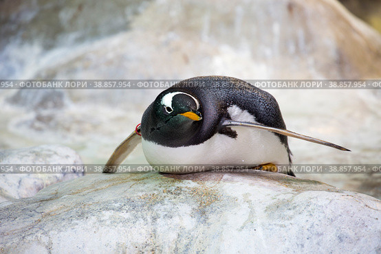 Субантарктический пингвин, или папуанский пингвин. Gentoo penguin. Стоковое фото, фотограф Галина Савина / Фотобанк Лори
