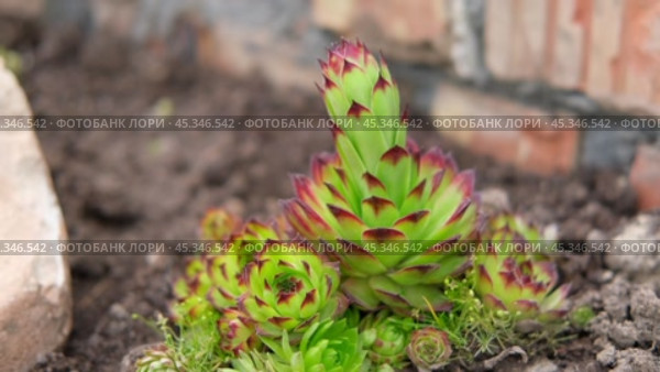 Succulent growing outdoors in a garden rockery at backyard. Landscaping. Blooming Sempervivum calcareum tectorum, Hen and Chicks plant with green, red purple petal tips. Colourful houseleeks. Стоковое видео, видеограф Марина Демидюк / Фотобанк Лори