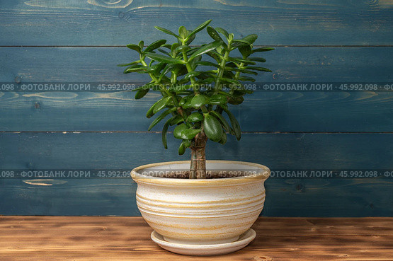 Succulent houseplant Crassula ovata in a pot on a blue wooden background. Стоковое фото, фотограф Андрей Никитин / Фотобанк Лори