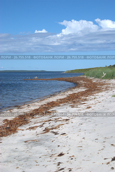 Сухая ламинария на берегу Белого моря. Стоковое фото, фотограф Яковлев Сергей / Фотобанк Лори