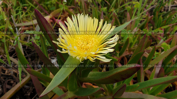 Суккулентное многолетнее растение Карпобротус саблевидный (лат. Carpobrotus acinaciformis). Кошта-да-Капарика, Сетубал, Португалия (2023 год). Стоковое фото, фотограф lana1501 / Фотобанк Лори