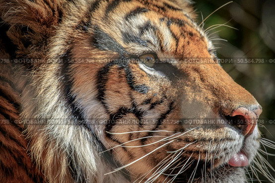 Sumatran Tiger (Panthera tigris sumatrae) portrait. Стоковое фото, агентство Ingram Publishing / Фотобанк Лори