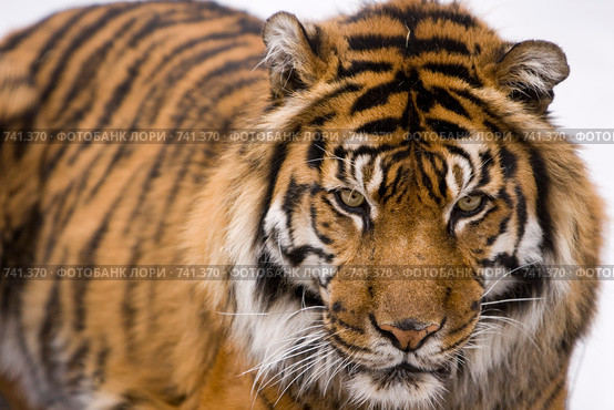 Суматранский тигр (лат. Panthera tigris sumatrae) Стоковое фото, фотограф Игорь Киселёв / Фотобанк Лори