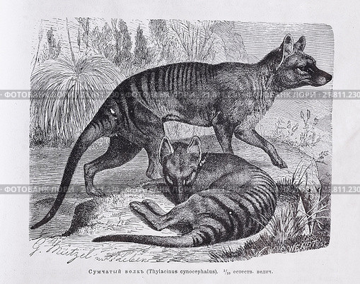 Сумчатый волк (Thylacinus cynocephalus) -  рисунок из книги А. Брэма "Жизнь животных" 1896г. Стоковая иллюстрация, иллюстратор Вера Смолянинова / Фотобанк Лори