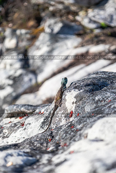 Summer animal wildlife wallpaper. Small colorful lizard in the wild on a stone. Стоковое фото, фотограф Екатерина Якименко / Фотобанк Лори