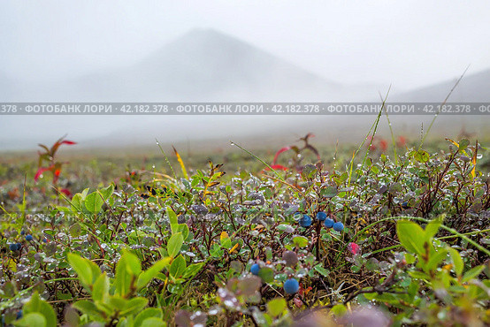 Summer arctic landscape. Fog in a mountain valley. Blueberries (Vaccinium uliginosum) in the tundra on the background of mountains. Wild berries. Dew on the leaves. Nature of Chukotka and Siberia. Стоковое фото, фотограф Андрей Степанов / Фотобанк Лори