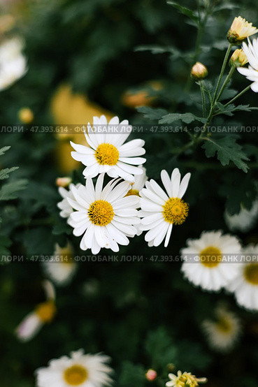 Summer garden flovers Daisy bush in outdoor flowerbed. Matricaria chamomilla. Стоковое фото, фотограф Екатерина Якименко / Фотобанк Лори