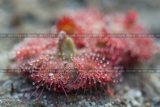 Sundew (Drosera) lives on swamps insects sticky leaves. Leaf of Sundew. Стоковое фото, агентство Ingram Publishing / Фотобанк Лори