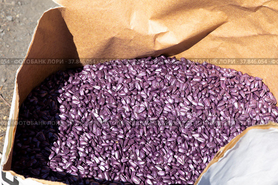 Sunflower seeds are etched for sowing. Стоковое фото, фотограф Igor Bastrakov / Фотобанк Лори