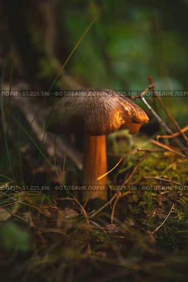 Sunlight streaming through the trees, highlighting a mushroom nestled in the forest undergrowth, surrounded by lush moss, delicate grass, and scattered twigs, creates a serene woodland scene. Стоковое фото, фотограф Ольга Ильина / Фотобанк Лори
