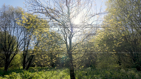 Sunlight streams through budding trees at Parque das Ribeiras, illuminating the fresh green foliage and creating a bright, natural scene in the park. Стоковое фото, агентство Ingram Publishing / Фотобанк Лори