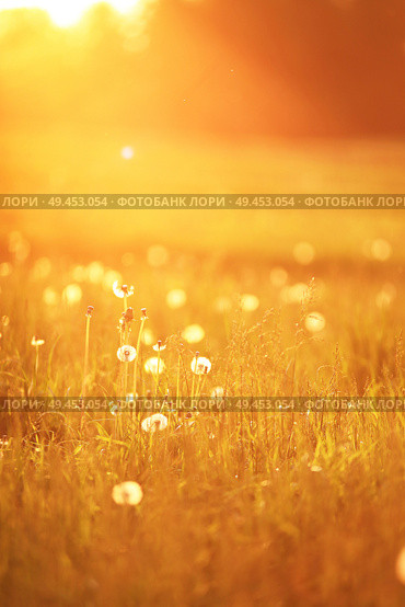 Sunny dandelion meadow in spring. spring rural scene. Wild meadow at sunset time. Belarus. Стоковое фото, агентство Ingram Publishing / Фотобанк Лори
