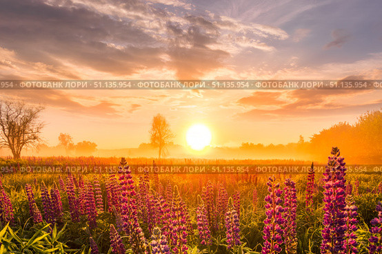 Sunrise on a field covered with flowering lupines in spring or early summer season with fog, cloudy sky and trees. Стоковое фото, фотограф Емельянов Евгений Викторович / Фотобанк Лори