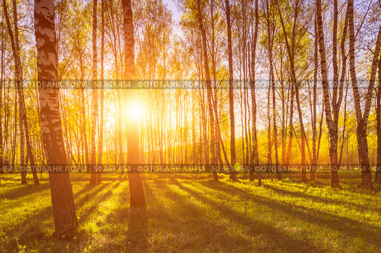 Sunrise or sunset in a spring birch forest with rays of sun. Стоковое фото, фотограф Емельянов Евгений Викторович / Фотобанк Лори