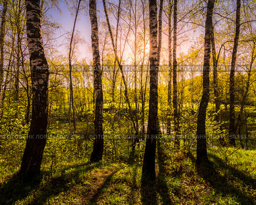 Sunrise or sunset in a spring birch forest with rays of sun. Стоковое фото, фотограф Емельянов Евгений Викторович / Фотобанк Лори