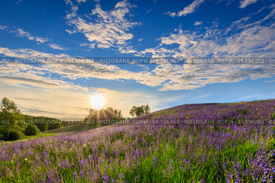 Sunset on a hill covered with lupines. Стоковое фото, фотограф Емельянов Евгений Викторович / Фотобанк Лори