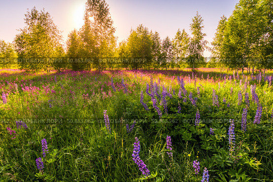 Sunset or dawn on a field with purple lupins, wild carnations and young birches in clear summer weather and a clear cloudless sky. Стоковое фото, фотограф Емельянов Евгений Викторович / Фотобанк Лори