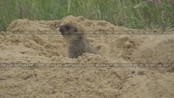 Сурок байбак или степной сурок Marmota bobak. Стоковое видео, видеограф Александр Мамонтов / Фотобанк Лори