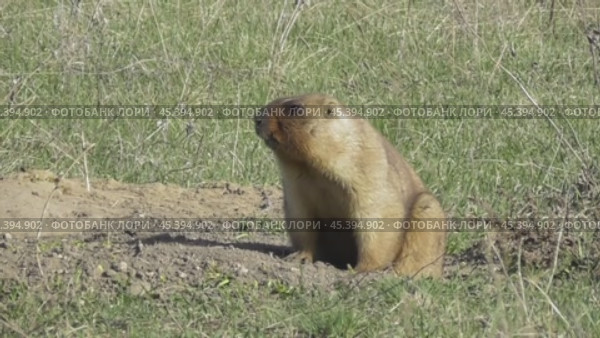 Сурок байбак или степной сурок Marmota bobak. Стоковое видео, видеограф Александр Мамонтов / Фотобанк Лори