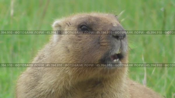 Сурок байбак или степной сурок Marmota bobak. Стоковое видео, видеограф Александр Мамонтов / Фотобанк Лори