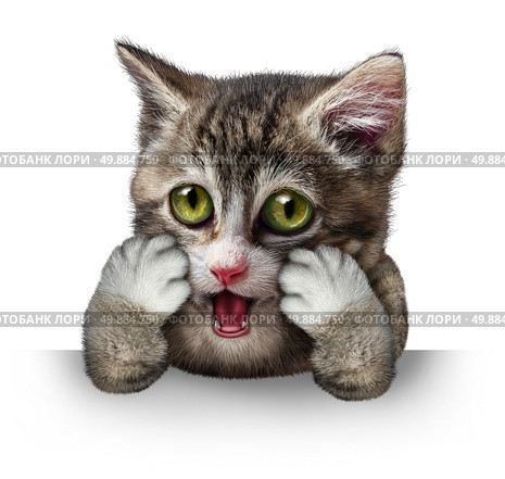 Surprised cat character as a purebred kitten with an anthropomorphic expression of fear on a horizontal blank sign on a white background. Стоковое фото, агентство Ingram Publishing / Фотобанк Лори