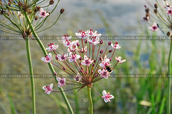 Сусак зонтичный (Butomus umbellatus) Стоковое фото, фотограф Алёшина Оксана / Фотобанк Лори