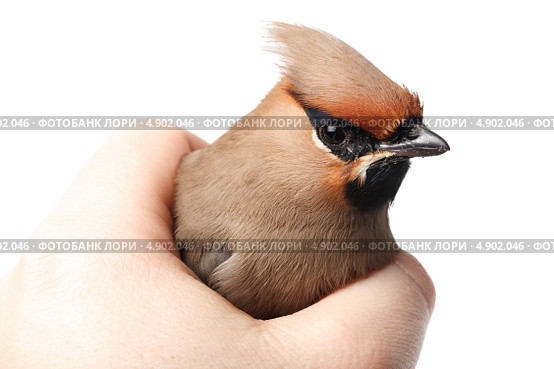 Свиристель, Bombycilla garrulus, Waxwing. Стоковое фото, фотограф Василий Вишневский / Фотобанк Лори