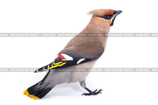 Свиристель, Bombycilla garrulus, Waxwing. Стоковое фото, фотограф Василий Вишневский / Фотобанк Лори