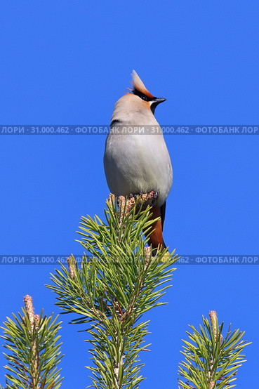 Свиристель (лат. Bombycilla garrulus) на макушке сосны, Ямало-Ненецкий автономный округ. Стоковое фото, фотограф Григорий Писоцкий / Фотобанк Лори