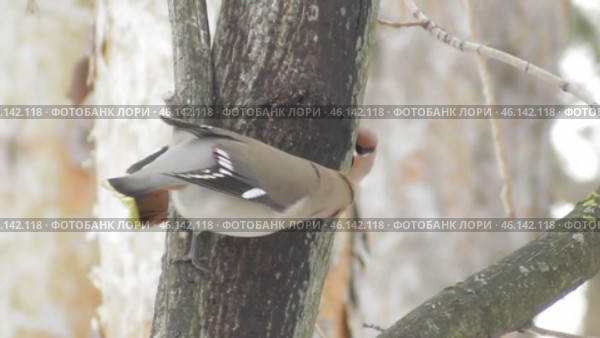 Свиристели Bombycilla garrulus на ветках дерева. Стоковое видео, видеограф Александр Мамонтов / Фотобанк Лори