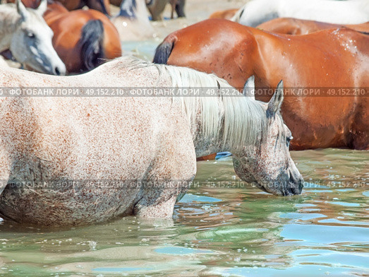swimming arabian horse in the lake. sunny day. Стоковое фото, агентство Ingram Publishing / Фотобанк Лори