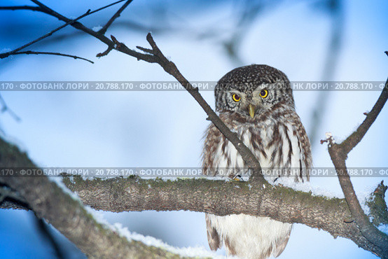 Сыч воробьиный. Pygmy Owl (Glaucidium passerinum). Стоковое фото, фотограф Василий Вишневский / Фотобанк Лори
