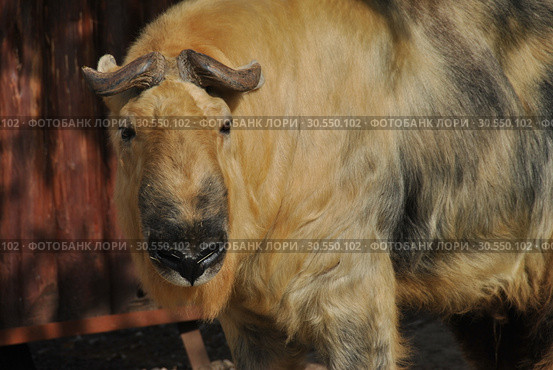 Сычуанский такин (лат. Budorcas taxicolor tibetana) (2014 год). Стоковое фото, фотограф lana1501 / Фотобанк Лори