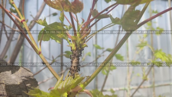 Symbiosis of ants and aphids. The ant tickles the aphid with its antennae, and it secretes a drop of sweet liquid. Ants graze and protect aphids from their enemies. Стоковое видео, видеограф Андрей Жигальцов / Фотобанк Лори