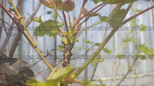 Symbiosis of ants and aphids. The ant tickles the aphid with its antennae, and it secretes a drop of sweet liquid. Ants graze and protect aphids from their enemies. Стоковое видео, видеограф Андрей Жигальцов / Фотобанк Лори