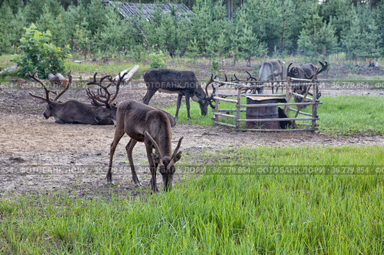 Tamed reindeer graze in the Siberian taiga. Стоковое фото, фотограф Круглов Олег / Фотобанк Лори