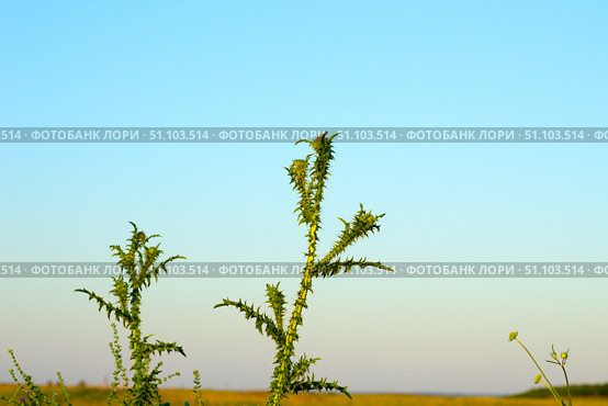 Татарник колючий — вид растений рода Татарник семейства Астровые.Tatarnik prickly is a plant species of the genus Tatarnik of the Asteraceae family. Стоковое фото, фотограф Роман Лукьянов / Фотобанк Лори