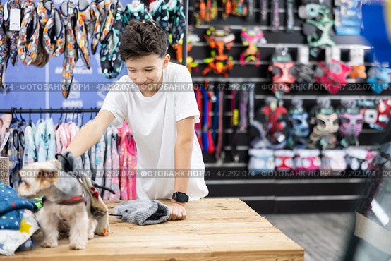 Teenage boy chooses clothes for Yorkshire terrier in pet store. Стоковое фото, фотограф Яков Филимонов / Фотобанк Лори