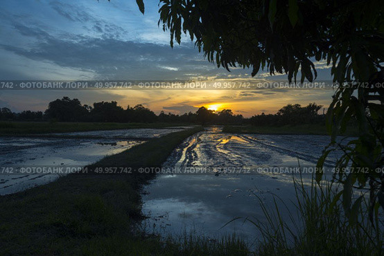Thailand paddy field with sunset. Стоковое фото, агентство Ingram Publishing / Фотобанк Лори