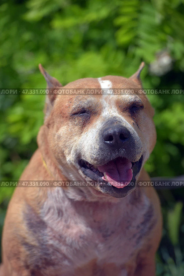The adult dog looks lively and joyful: the mouth is open, the tongue is sticking out, the eyes are narrowed, creating the impression of a smile. In the background there is lush greenery, the sunlight softly illuminates the muzzle, emphasizing the texture of the fur and the kind, slightly tired, but warm character of this animal.The dog gives the impression of being grateful and affectionate, despite the visible traces of a difficult fate. The photo fills with a feeling of respect for the experience and trepidation from the simple happiness of being near a person. Стоковое фото, фотограф Анна Кривицкая / Фотобанк Лори